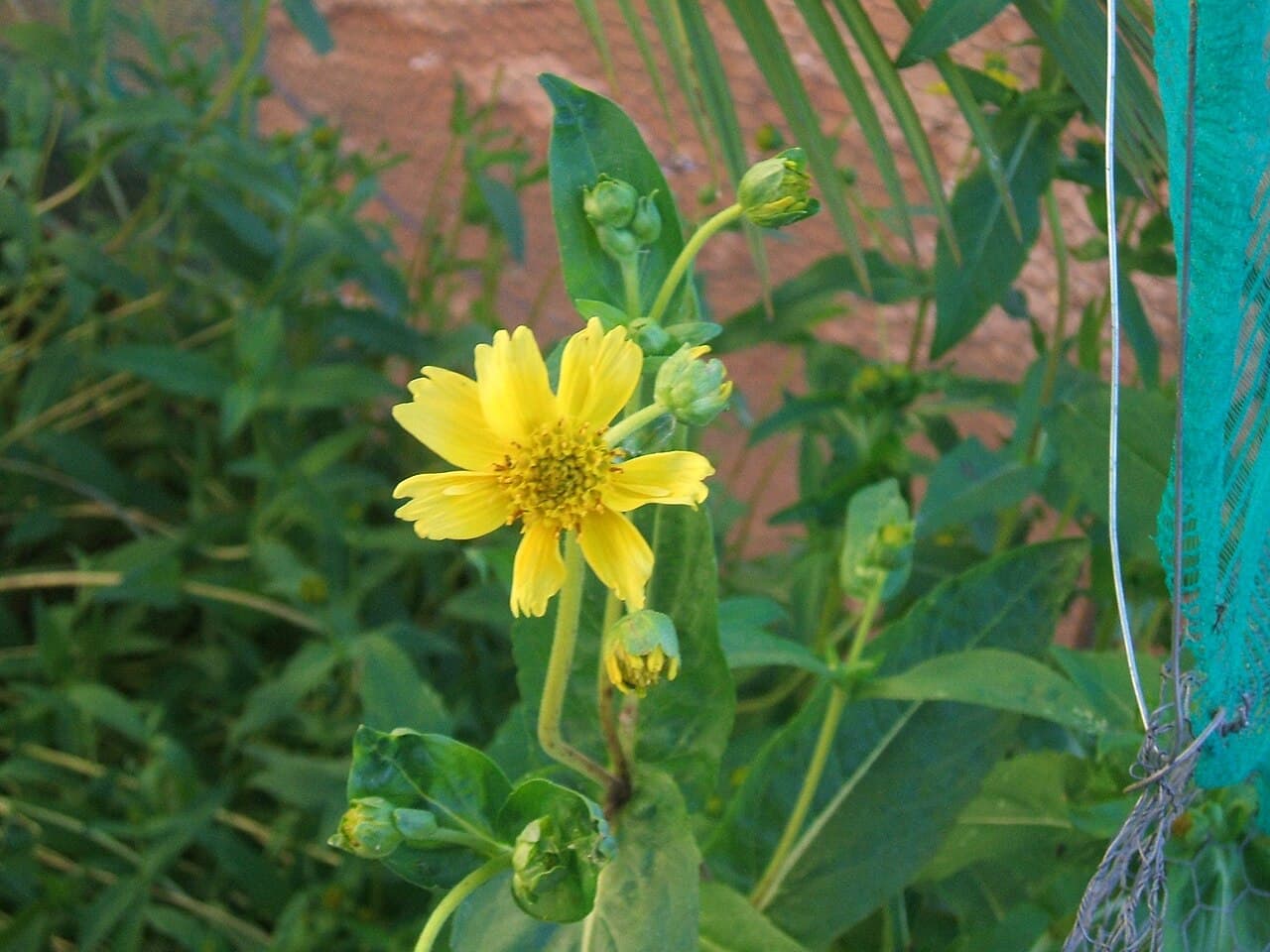 Ethiopian Niger Seed Consignment